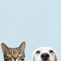 Chiens et Chats