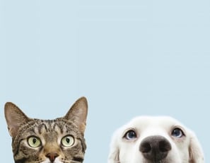 Chiens et Chats