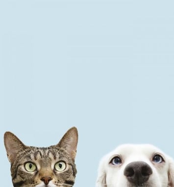 Chiens et Chats