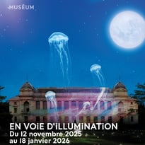 En voie d'illumination : lumières de la nature