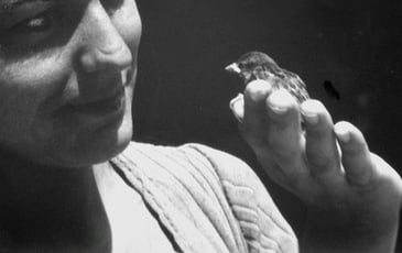 Annette Messager, Une hirondelle ne fait pas le printemps