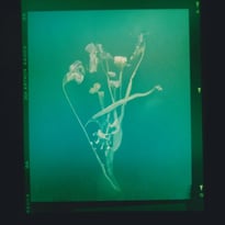 No Flowers : Akosua Viktoria Adu-Sanyah
