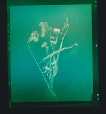 No Flowers : Akosua Viktoria Adu-Sanyah