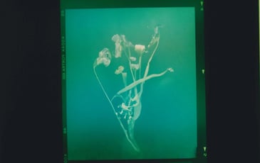 No Flowers : Akosua Viktoria Adu-Sanyah