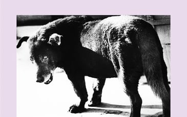 Daido Moriyama, Lettres d'amour à la photographie