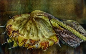 Remembering Autochromes : John Claridge