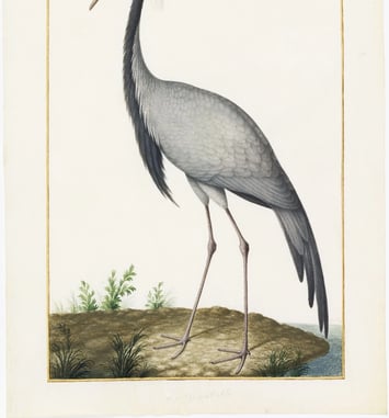 Artistes au Muséum