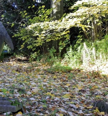 Jeu de piste numérique : "Apprentis sculpteurs et sculptrices au Jardin des Plantes"