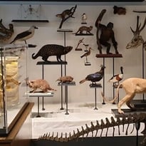 À la découverte d'un patrimoine pédagogique d'exception : la collection de zoologie de Sorbonne Université