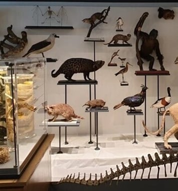 À la découverte d'un patrimoine pédagogique d'exception : la collection de zoologie de Sorbonne Université