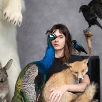 The Animal Room