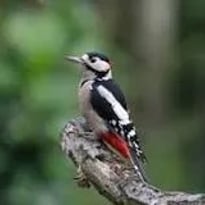 Les oiseaux du lac Daumesnil au bois de Vincennes