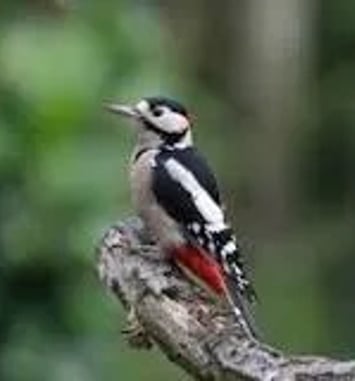 Les oiseaux du lac Daumesnil au bois de Vincennes