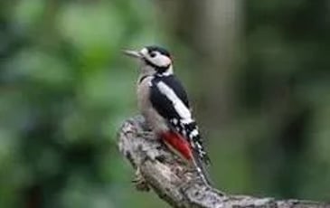 Les oiseaux du lac Daumesnil au bois de Vincennes