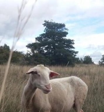 Larzac !