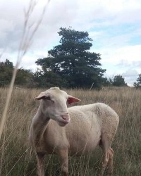 Larzac !
