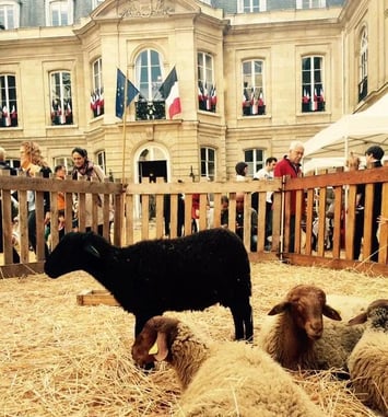 Patrimoine naturel : immersion dans une ferme pédagogique