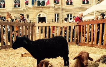 Patrimoine naturel : immersion dans une ferme pédagogique