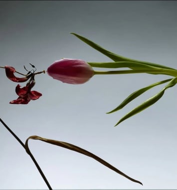 Still Life : Satoshi Saïkusa