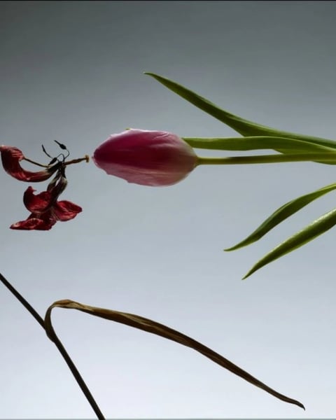 Still Life : Satoshi Saïkusa