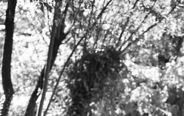 SOIF, Ondes titre provisoire