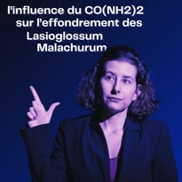 L'Influence du CO(NH2)2 sur l'effondrement des Lasioglossum Malachurum
