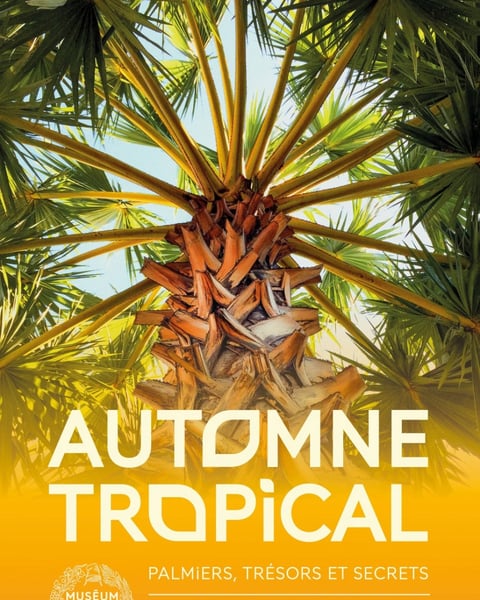 Automne tropical - Palmiers, trésors et secrets