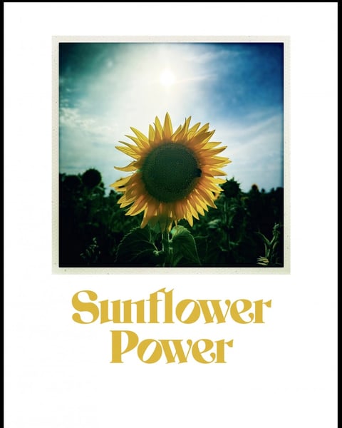 Sunflower Power