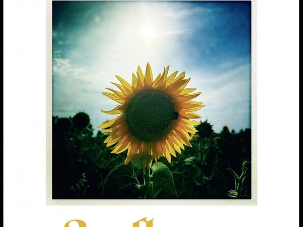 Sunflower Power